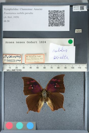 Media type: image;   Entomology 164378